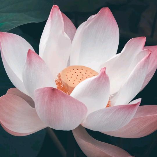 王👑子找王👑妃