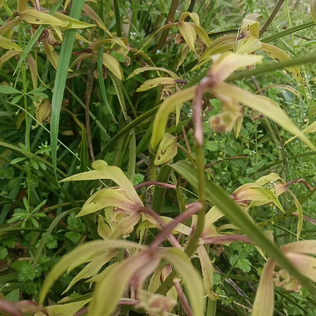 君子之交淡如水