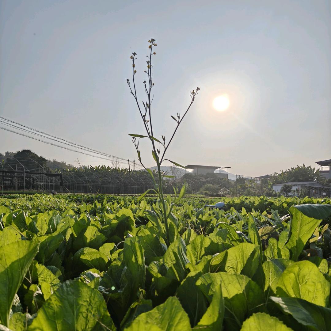 开在村里的杂货店