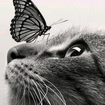 奥特mua Ⱄⱄ...