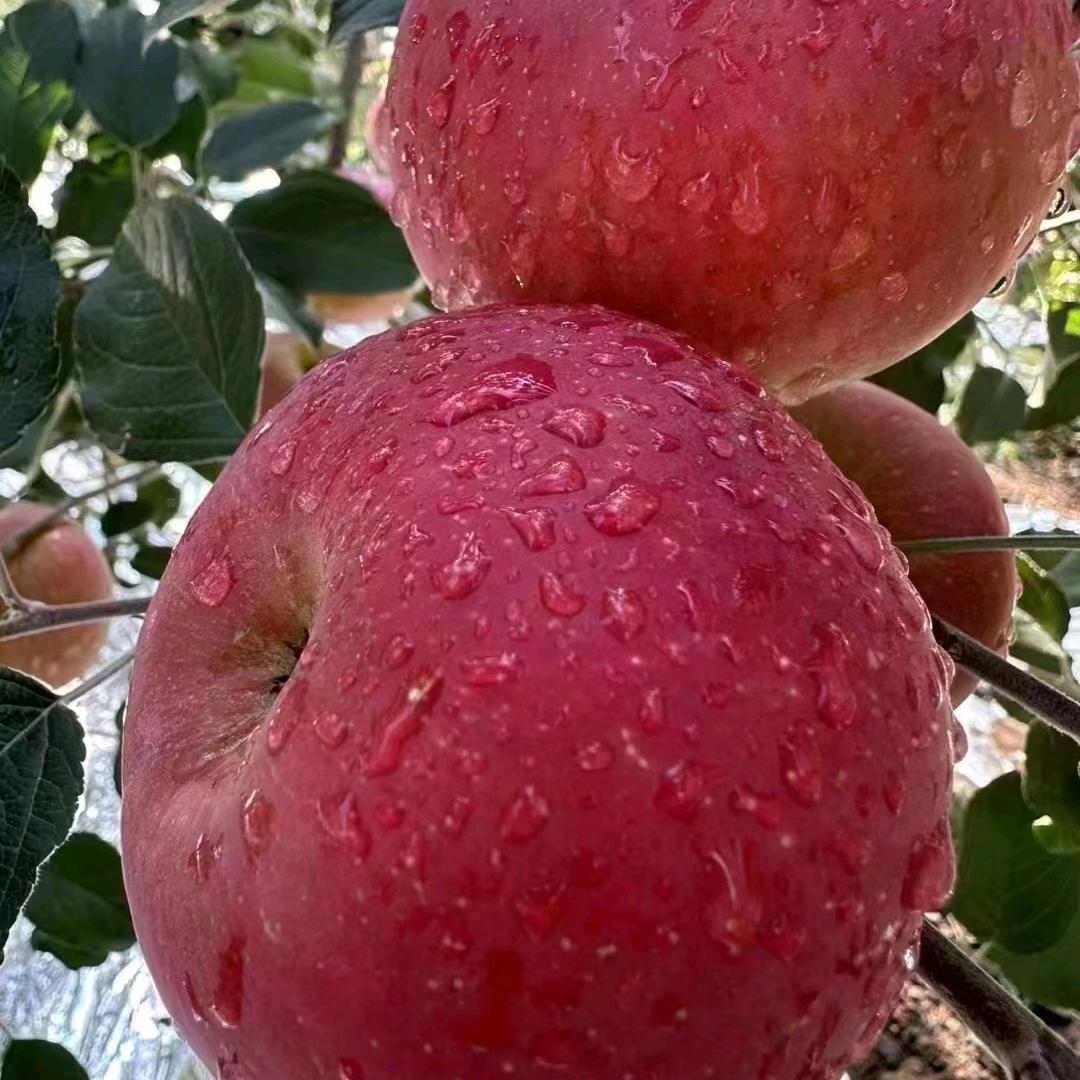 瑞禾源果苗四姐