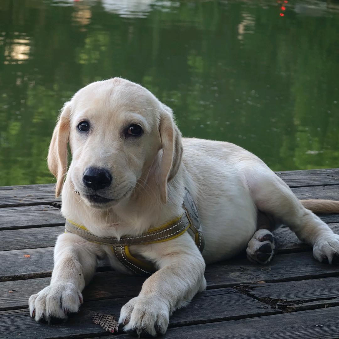 一只多多呀🐕
