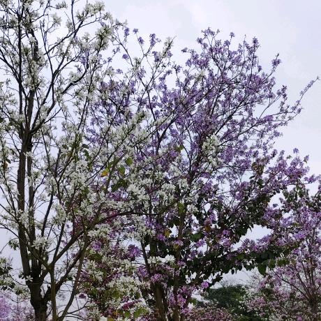 封屿听风🌹((❤️⥎❤️))🌹