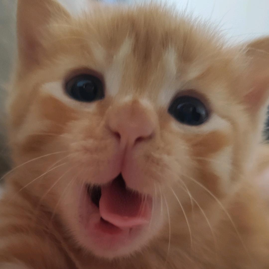 小猫小猫小猫小猫小猫小猫