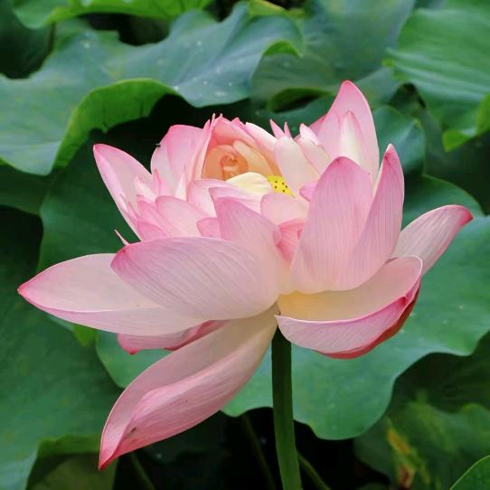 云青山！漂洋过海。