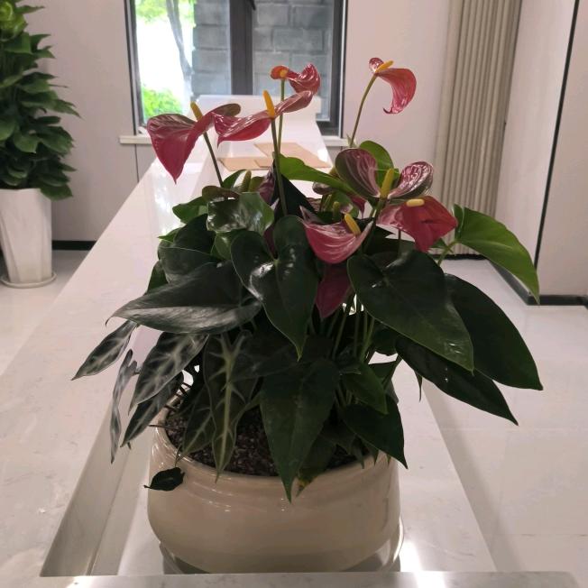 🌹((❤️⥎❤️))🌹