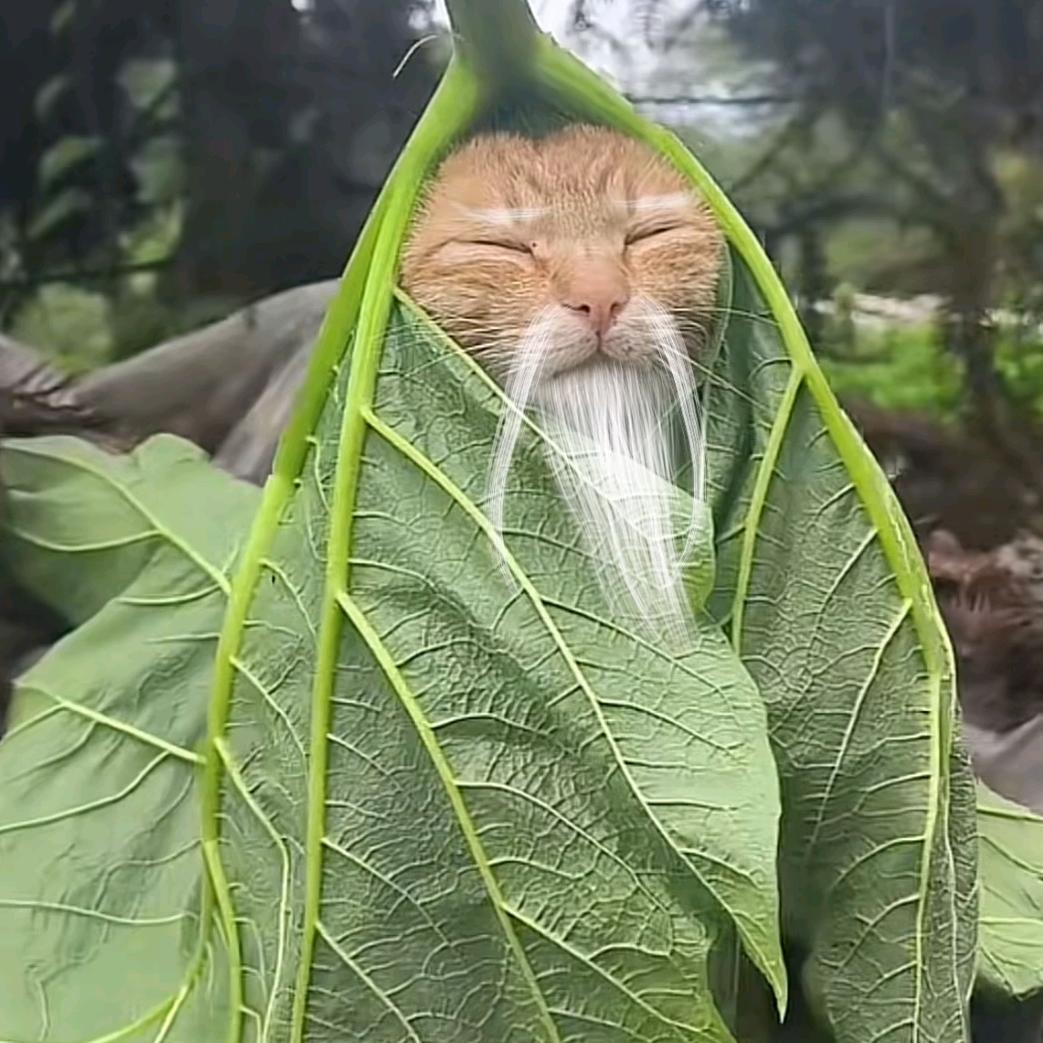 驴