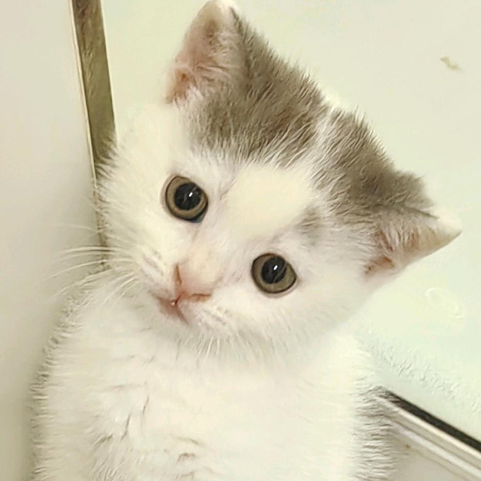 岁月静好《猫咪》