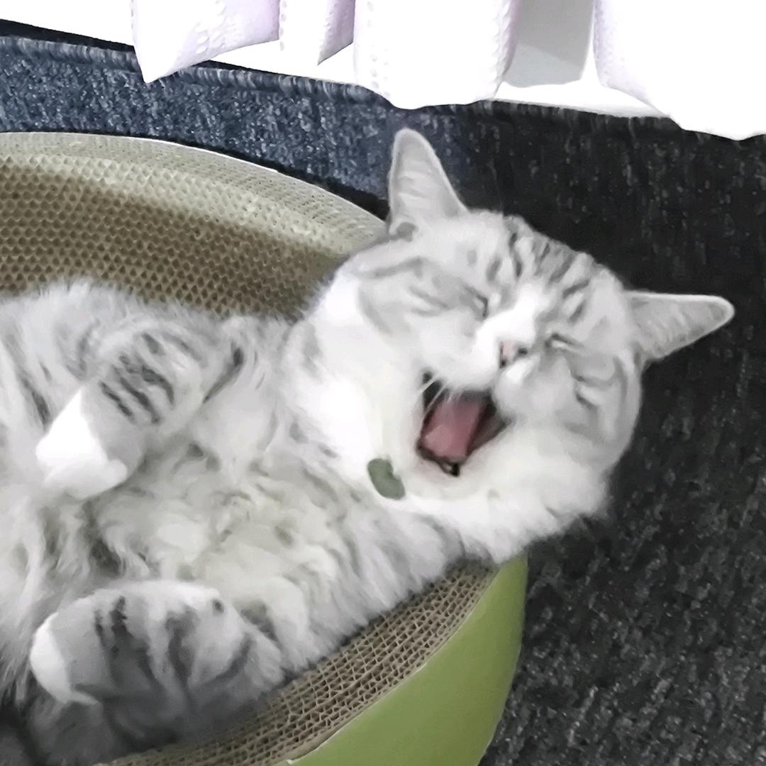 这小猫看着乖实则凶得很