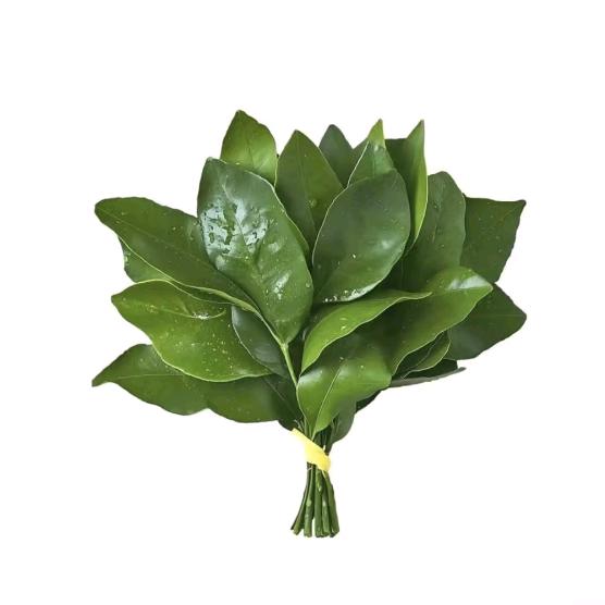 公主殿下♚