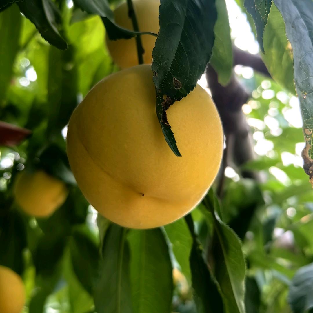 小芳