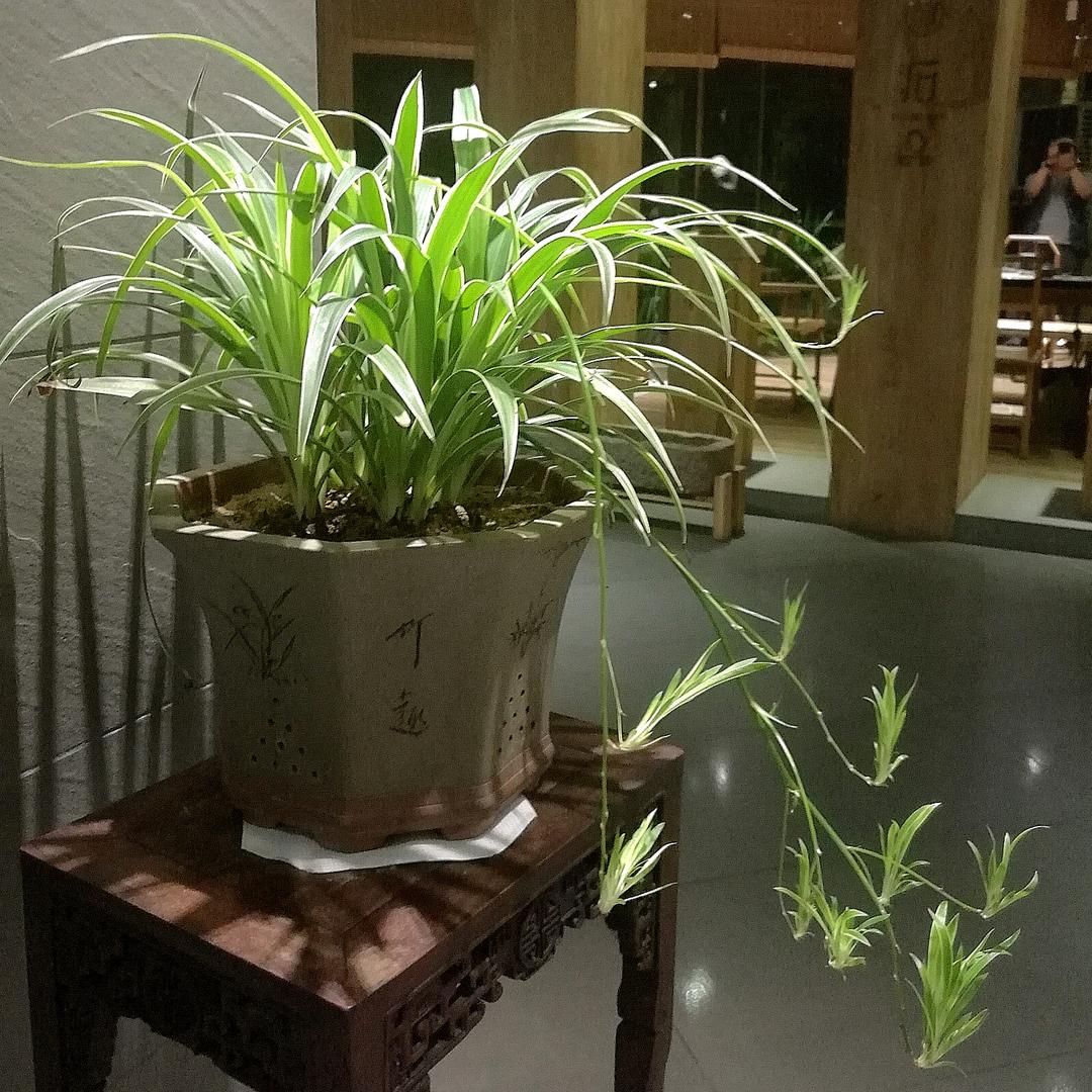 来福祥头像