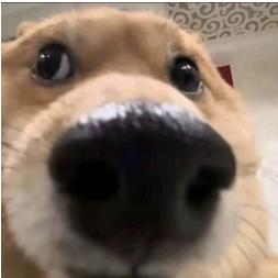 没有梦想的咸鱼