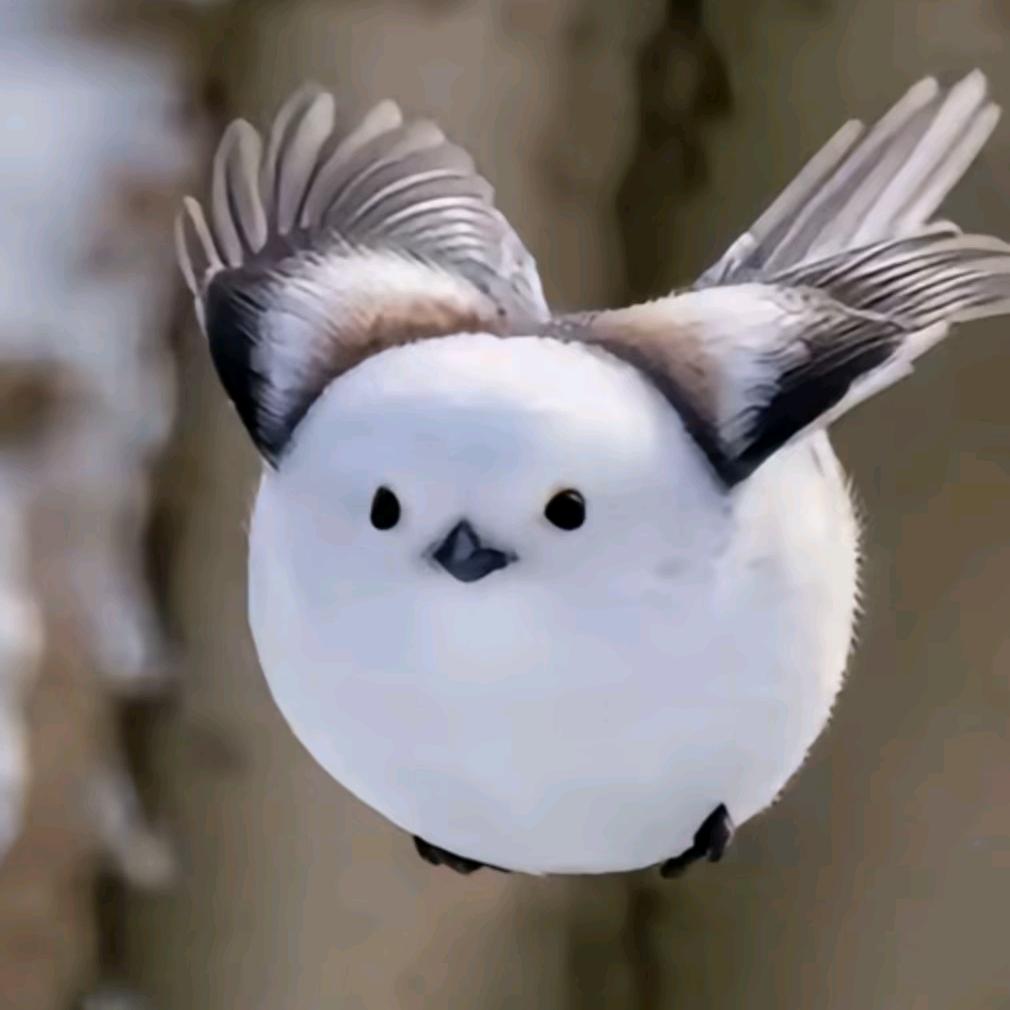 叫我小小黑头像