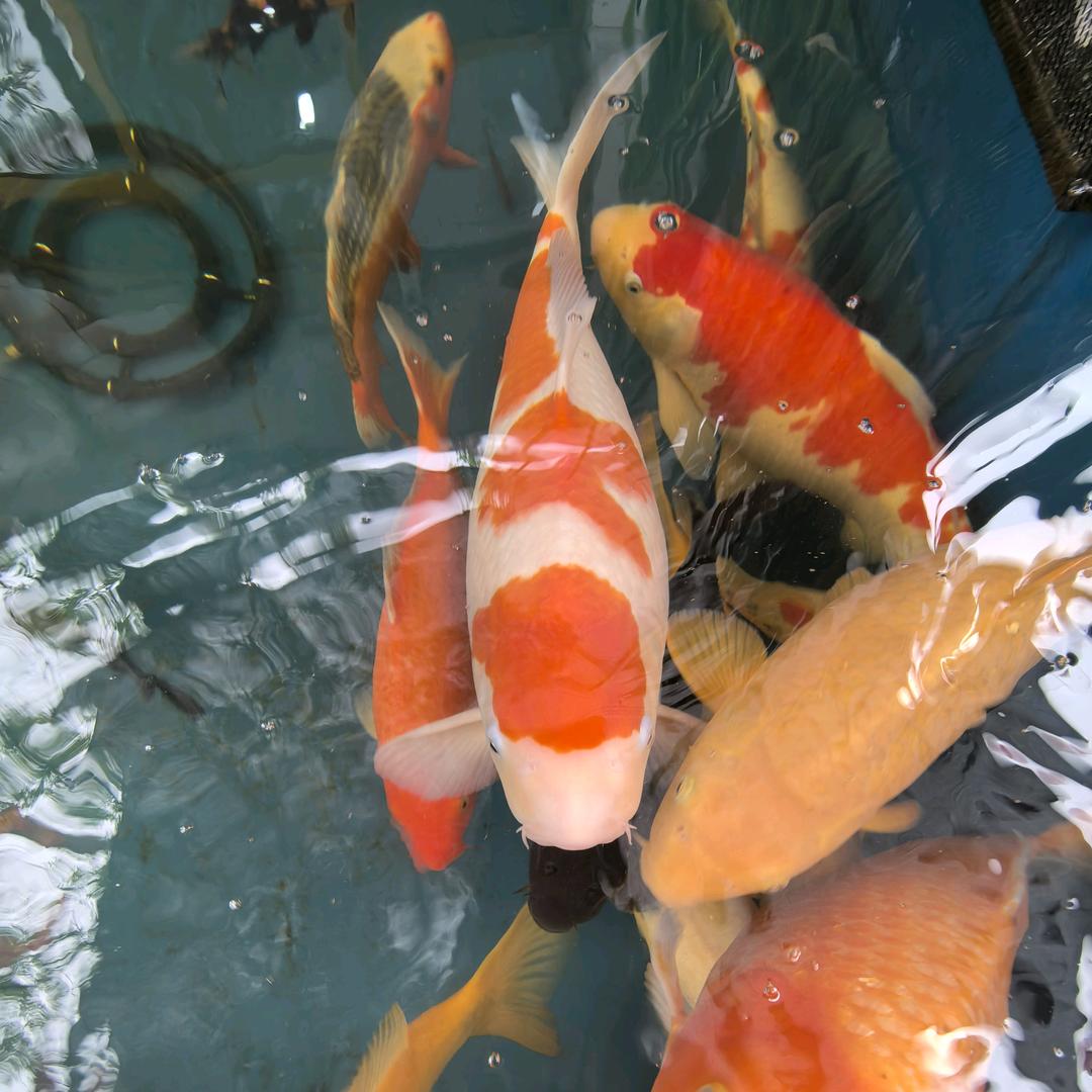 爱养鱼的阿凯…