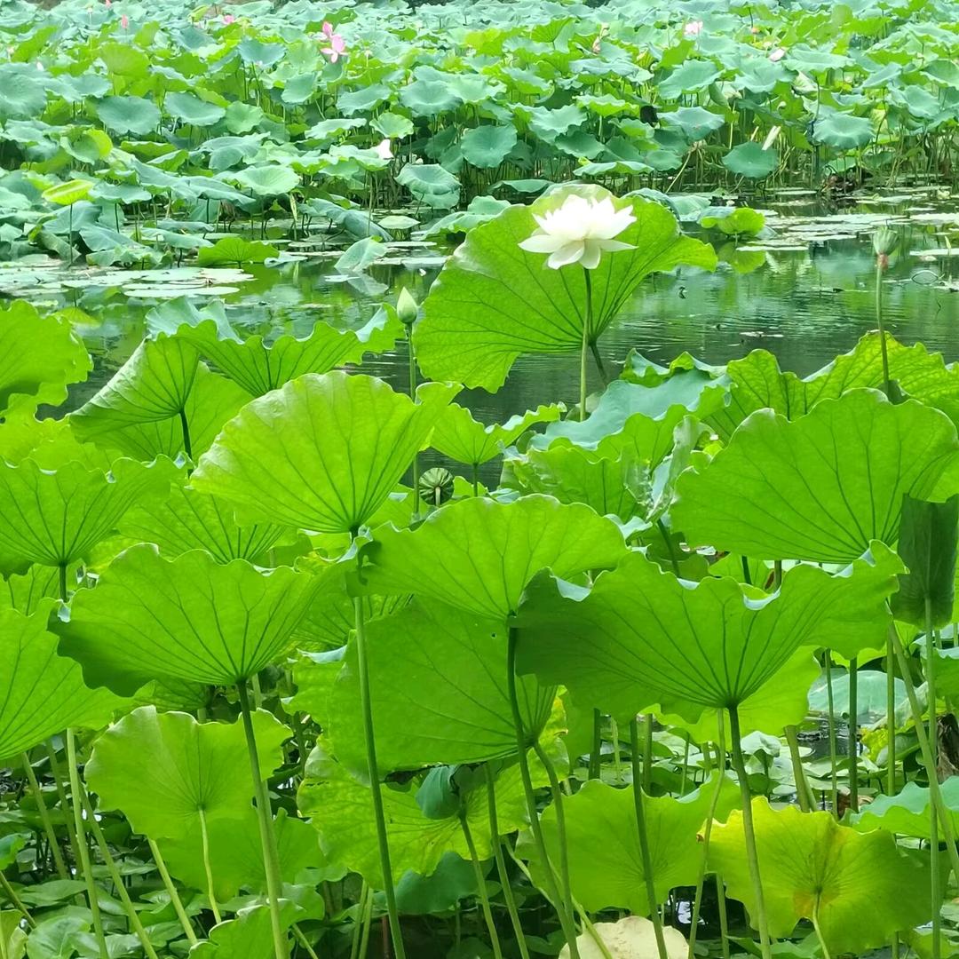 一切随心，安然自若