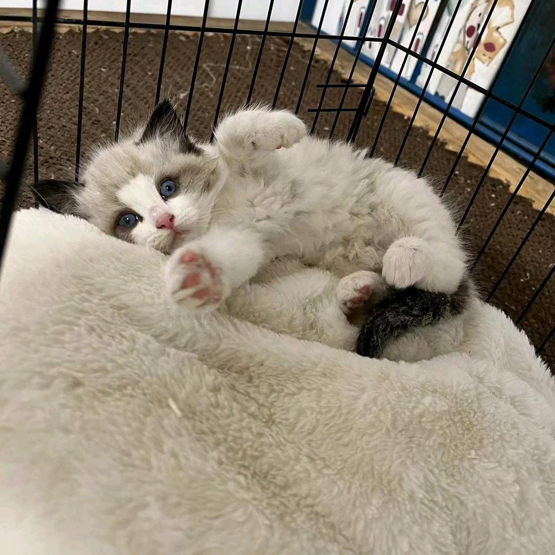 饭桶是猪咪