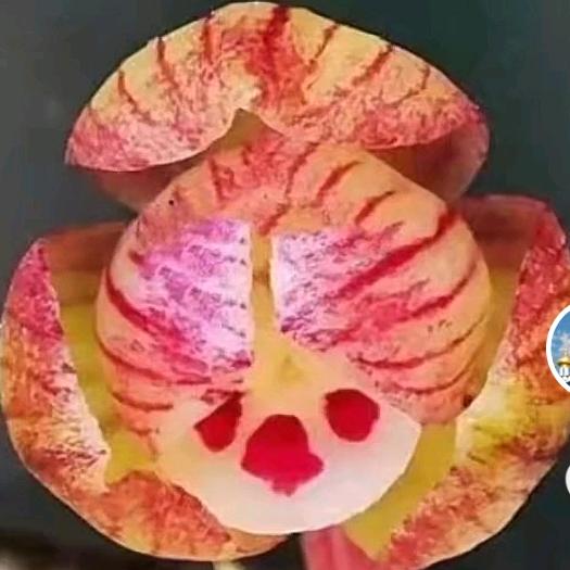 波波哥