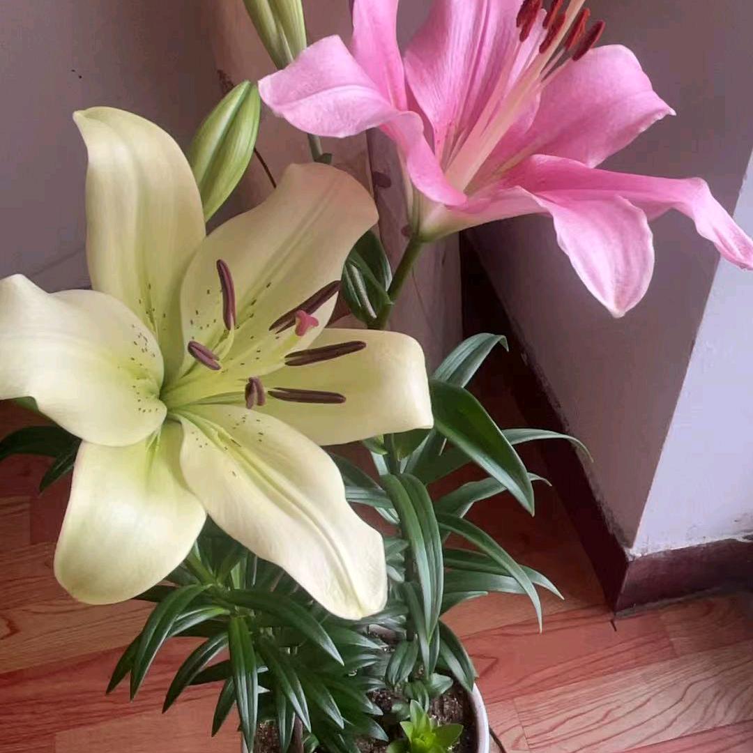 芳香丽人（拒聊）