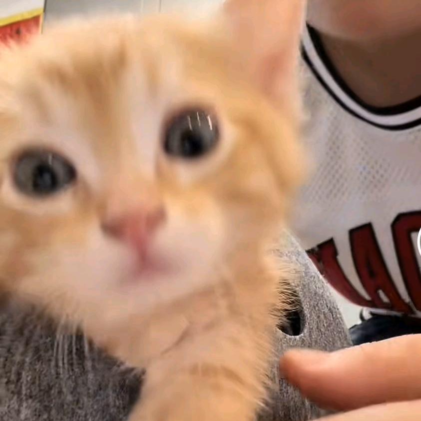 猴头猴脑猴爪子