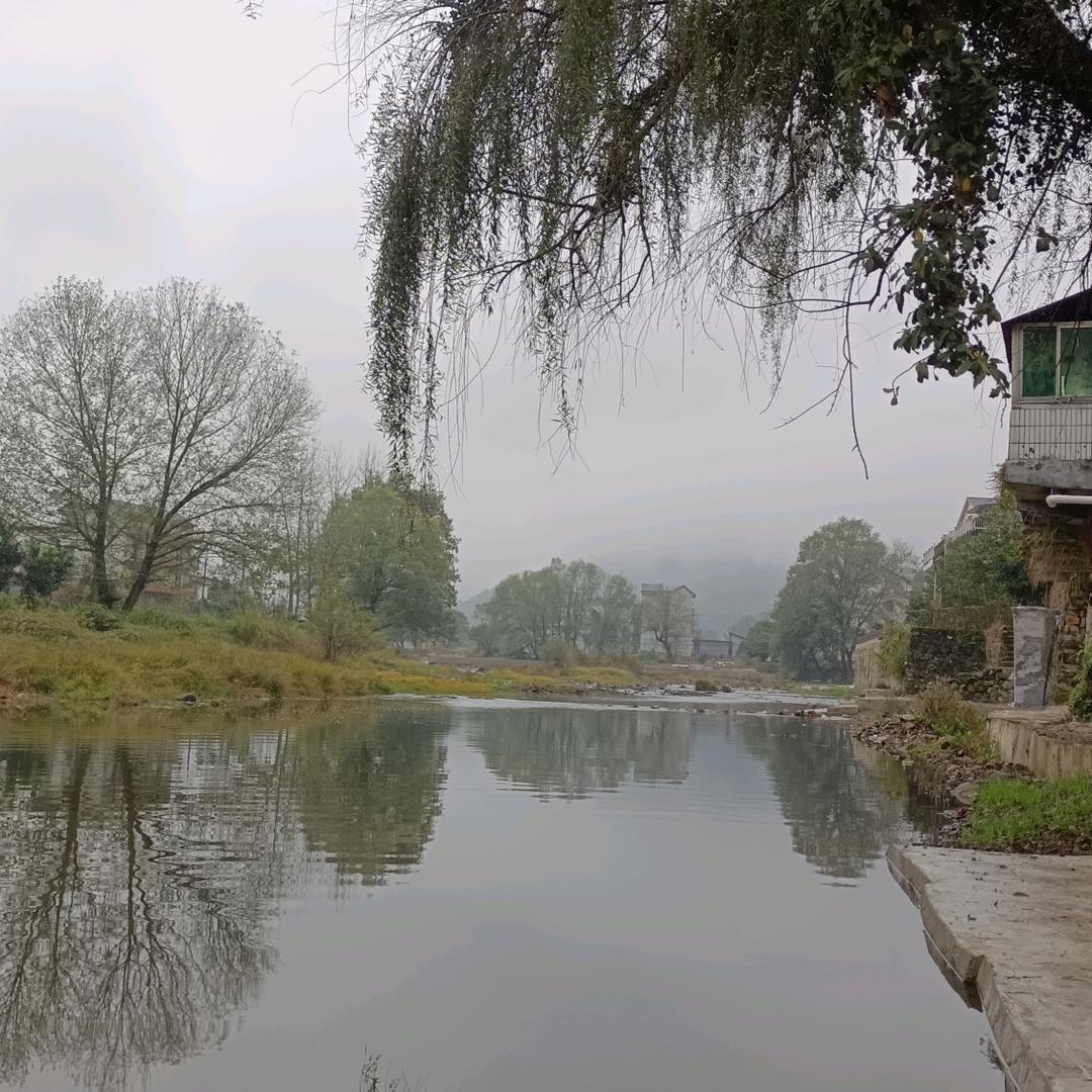 锦鲤