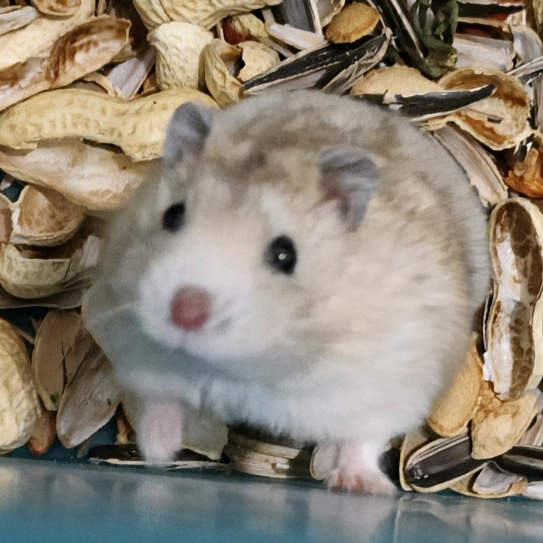 听说磕CP能减肥