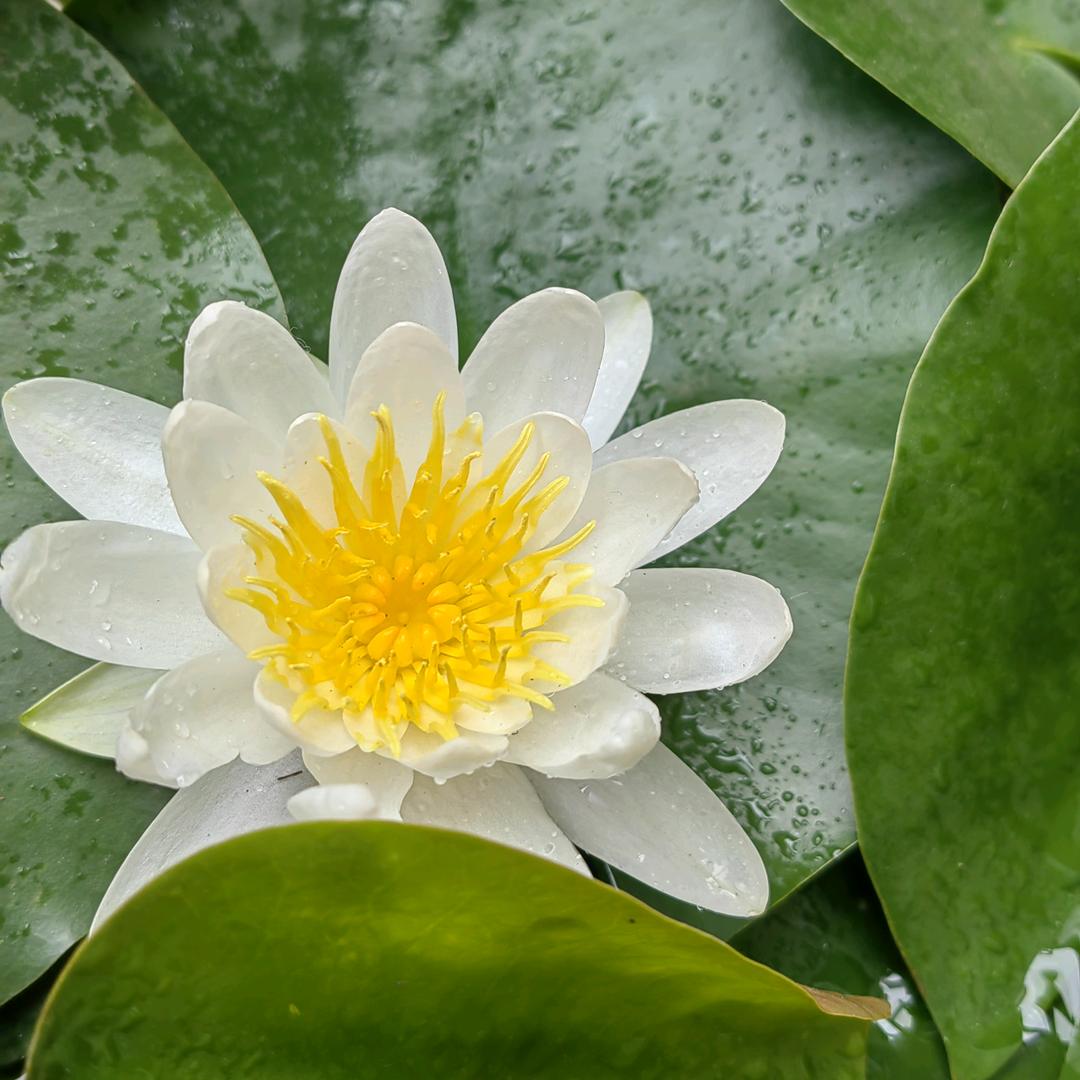 离离原上曹