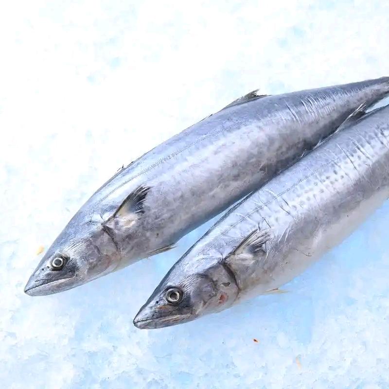 航洋海产马鲛鱼批发
