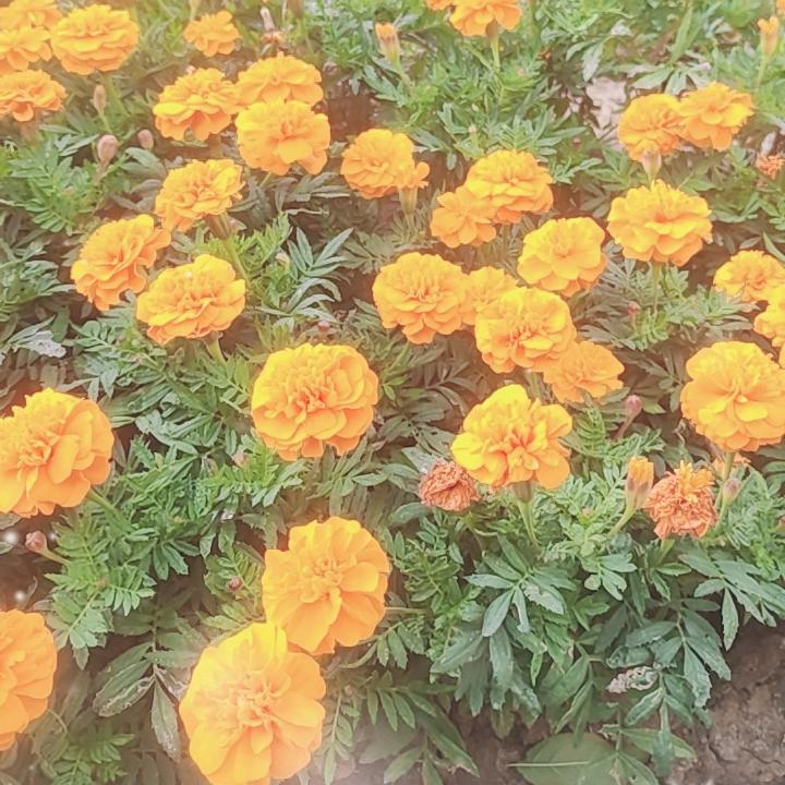 心平姐🌻🌇❤️❤️🇨🇳