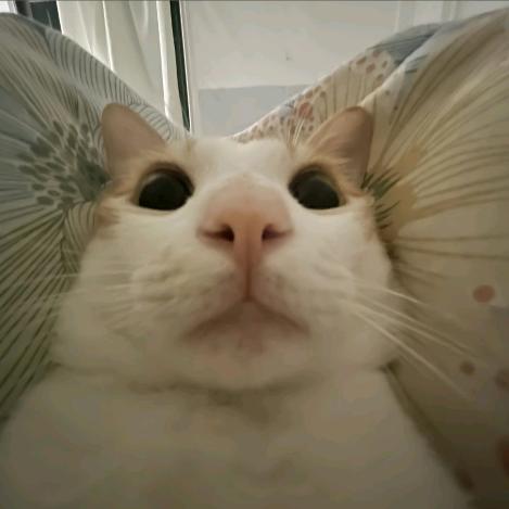 江纾