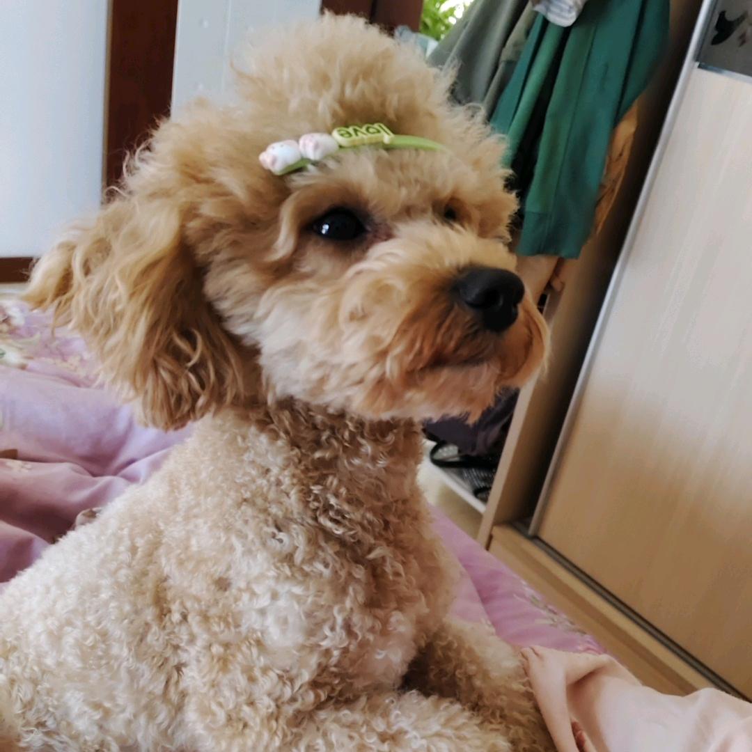 A  甜美🍓
