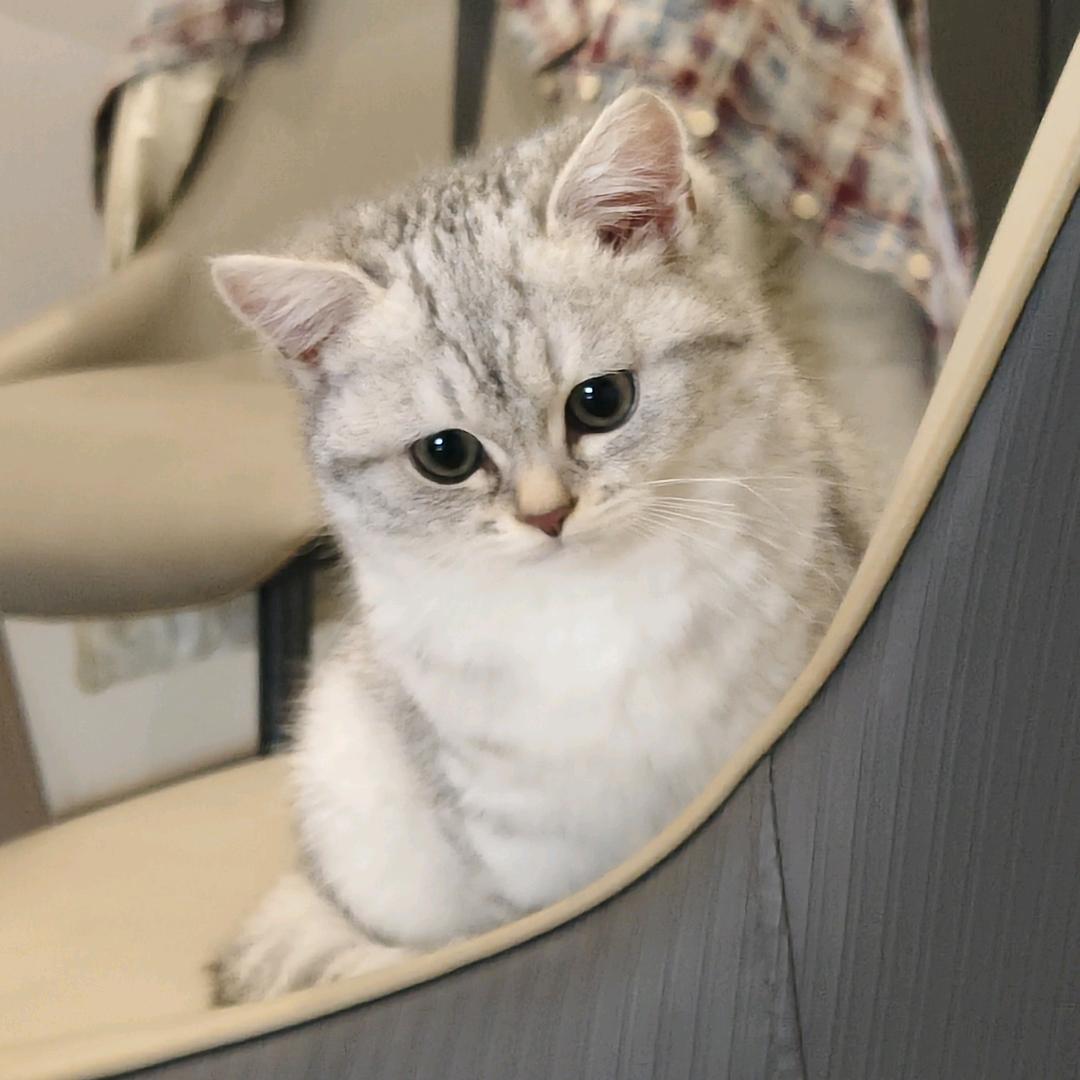 第二只猫📷