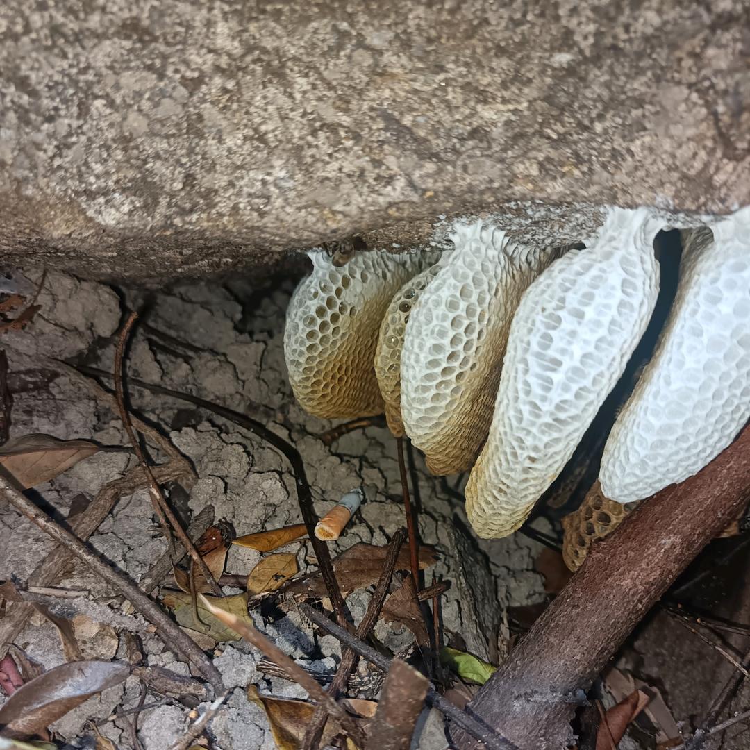 “思念哥”养蜂户外