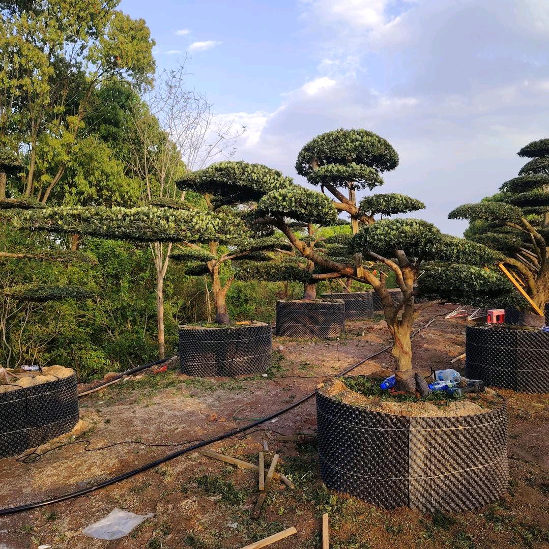 修剪，造型，罗汉松联系，沿河🔥飞哥