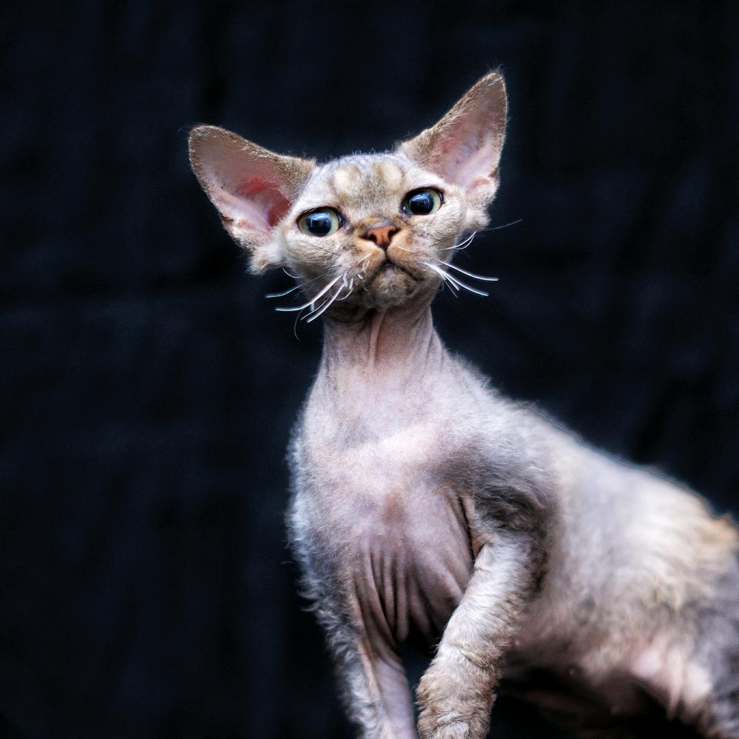 Pokemon_elf德文卷毛猫猫舍