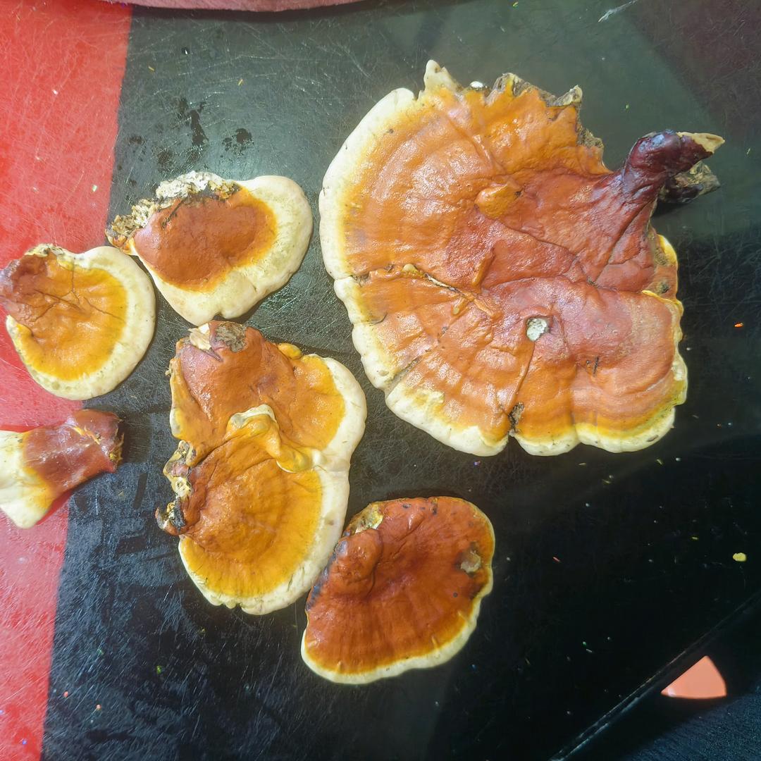 🧚🏻‍♀️🍀金🧚🏻‍♀️金🍉