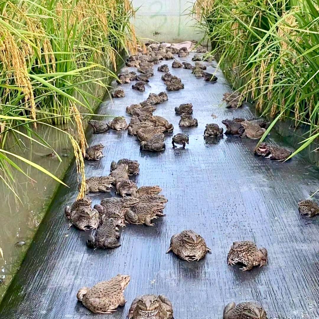 虎纹蛙田鸡源头批发