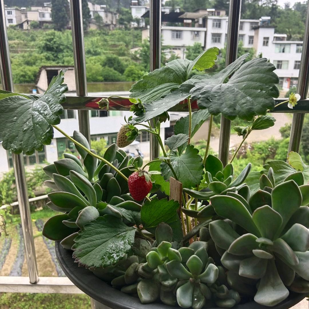 贵阳田田糯米饭