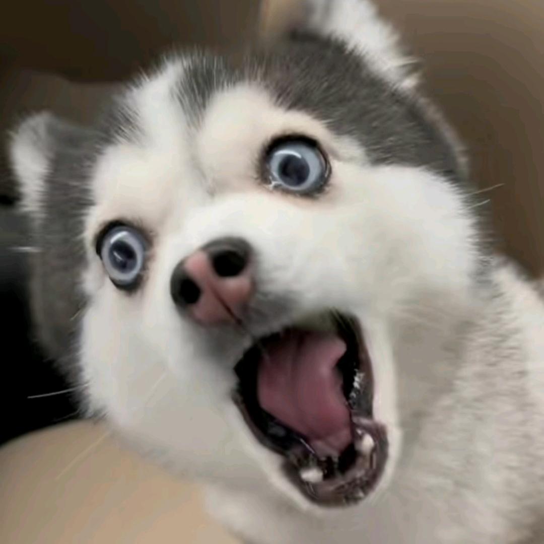 不渝的猫咪