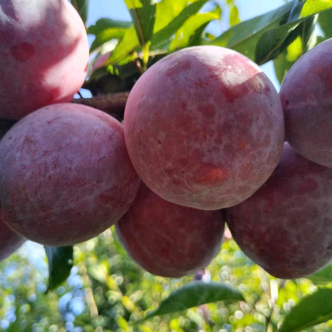 家门口的水果园😘️