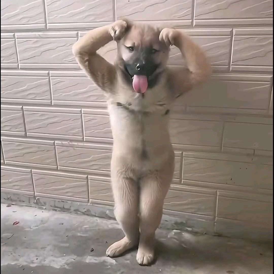 咸鱼