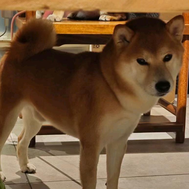 杨叁岁