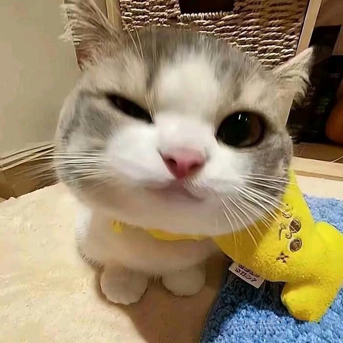 爱嘤嘤斯坦