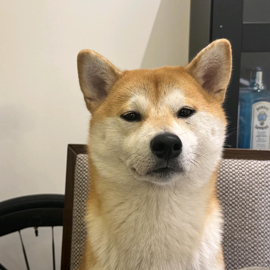秩序桑