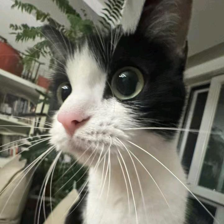 你妹的大猩猩