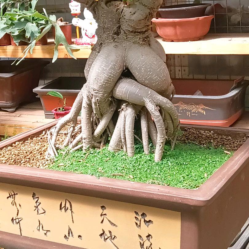 十五花卉（2）