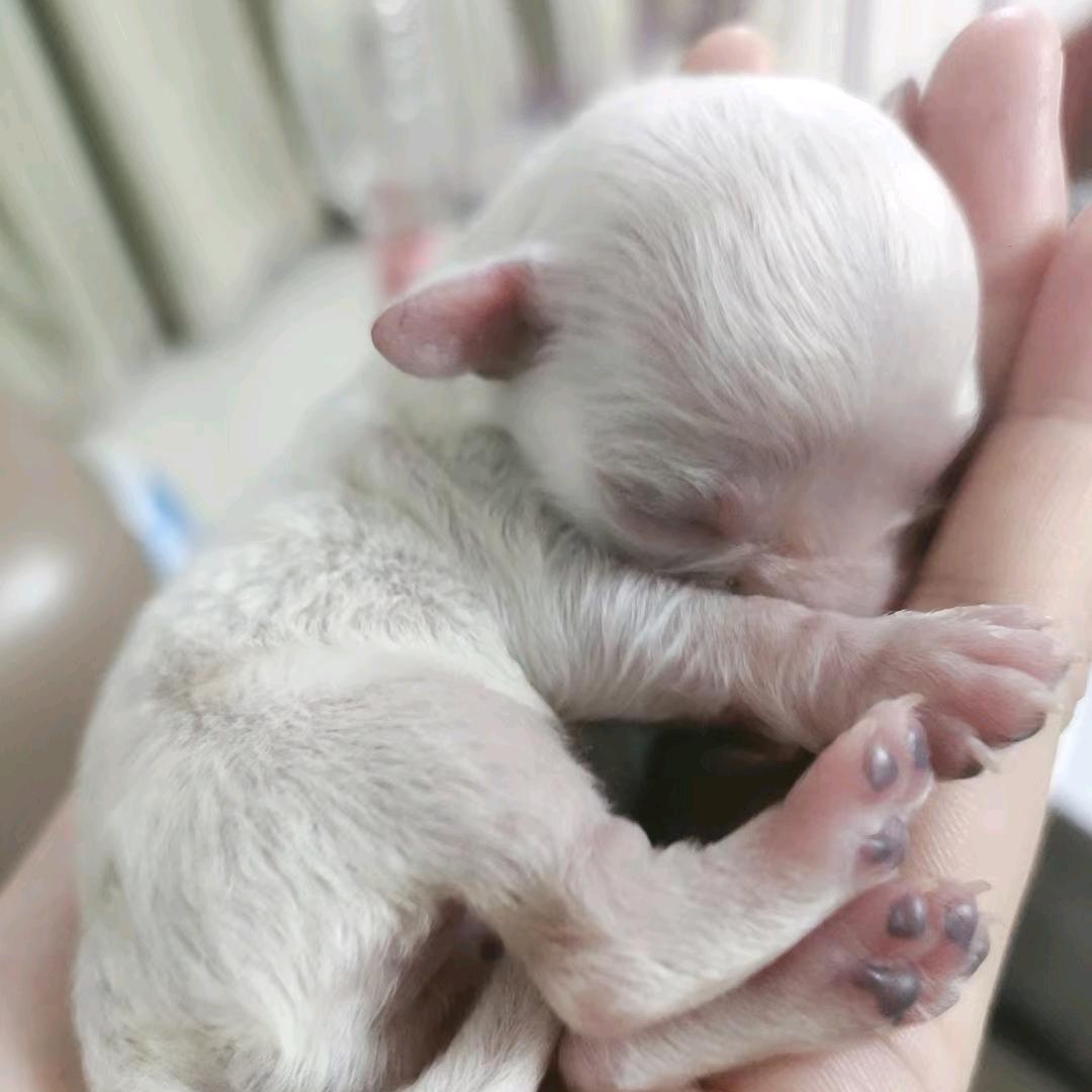 比熊对外借配，繁育韩系比熊幼犬