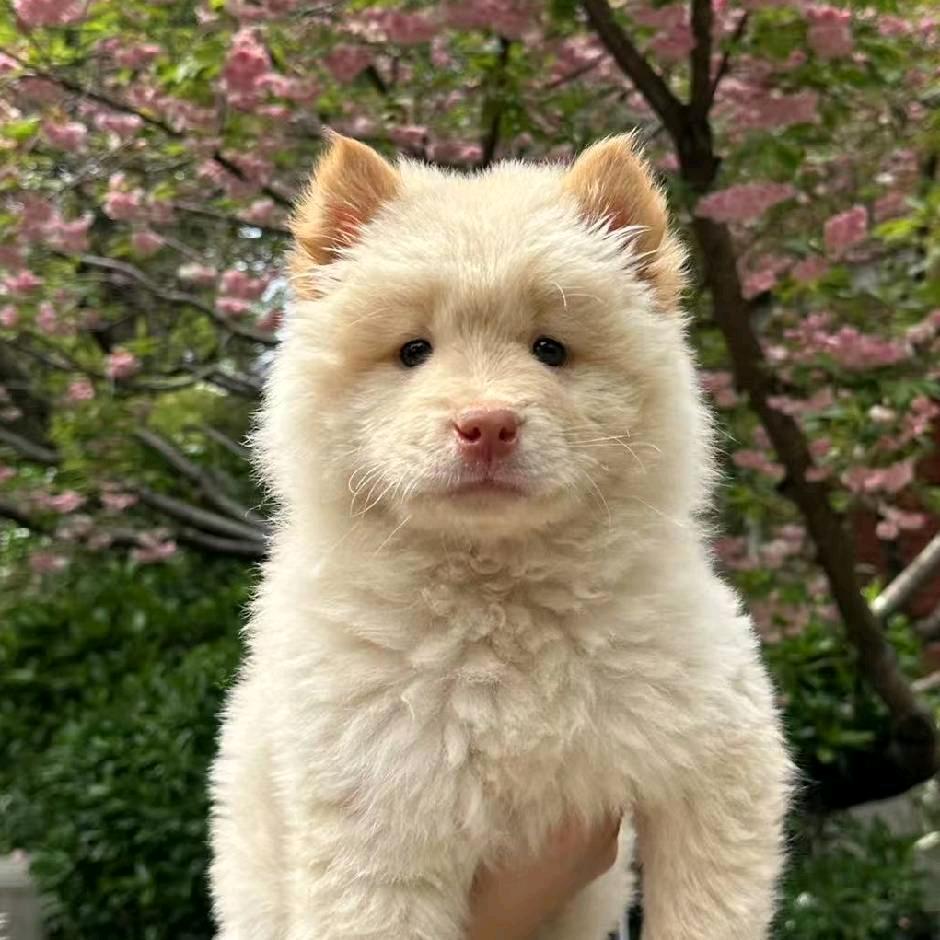 小潘家的土松