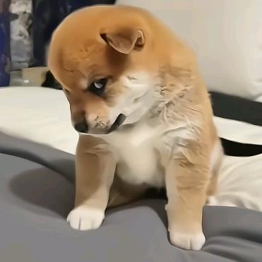 🦴K♎大胖🥕962464