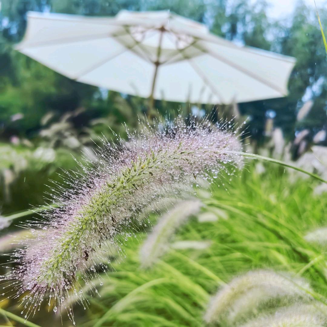 一颗冰糖
